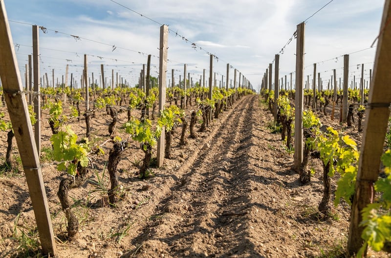 Trellises