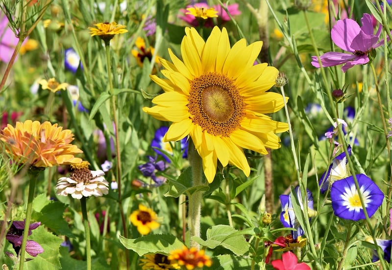 Landscaping Image